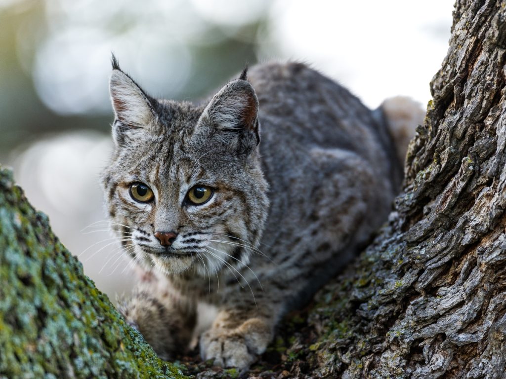 Bobcat