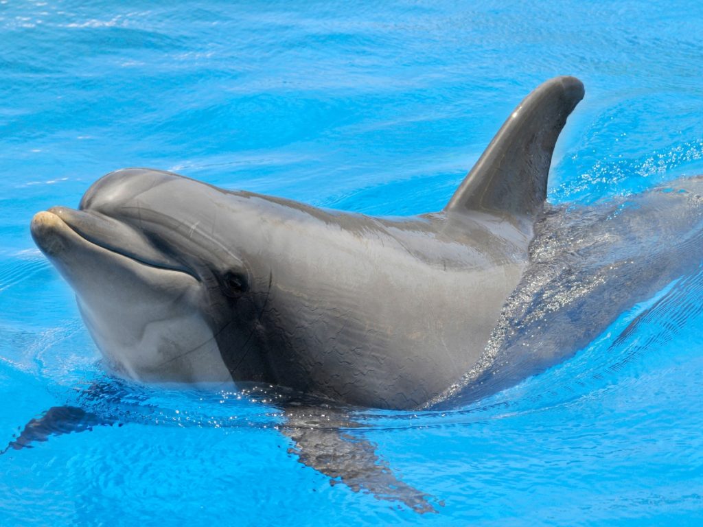 Bottlenose dolphins are the cutest gray things that live in the water