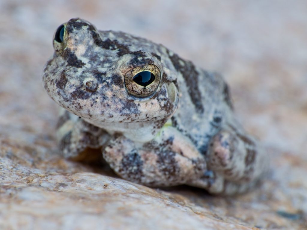 Canyon treefrog