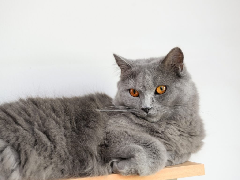 Chartreux cat