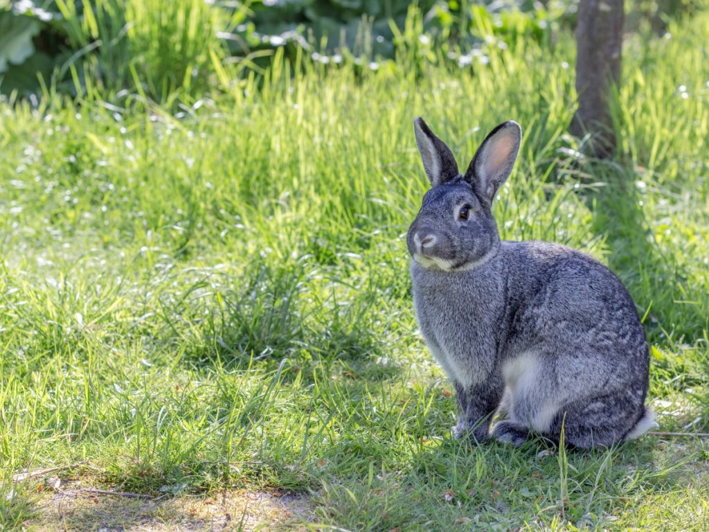 Chinchilla rabbit