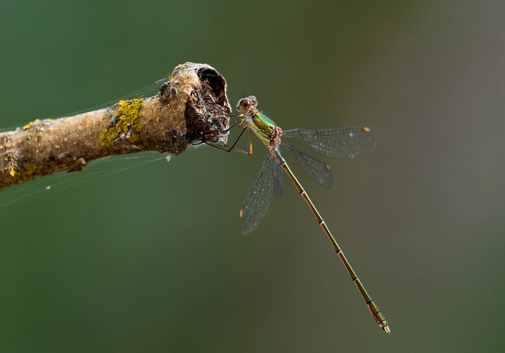 A damselfly in nature
