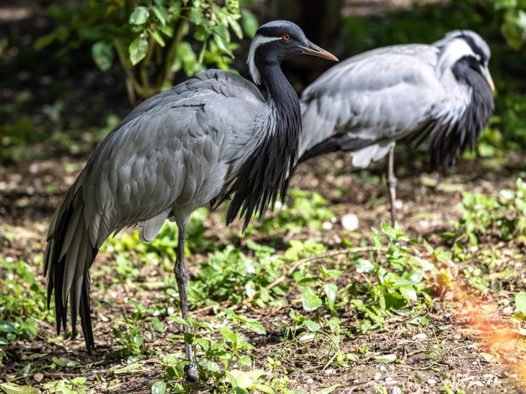 Demoiselle cranes