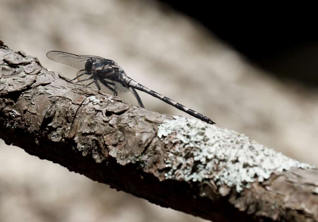 Gray Petaltail Dragonfly