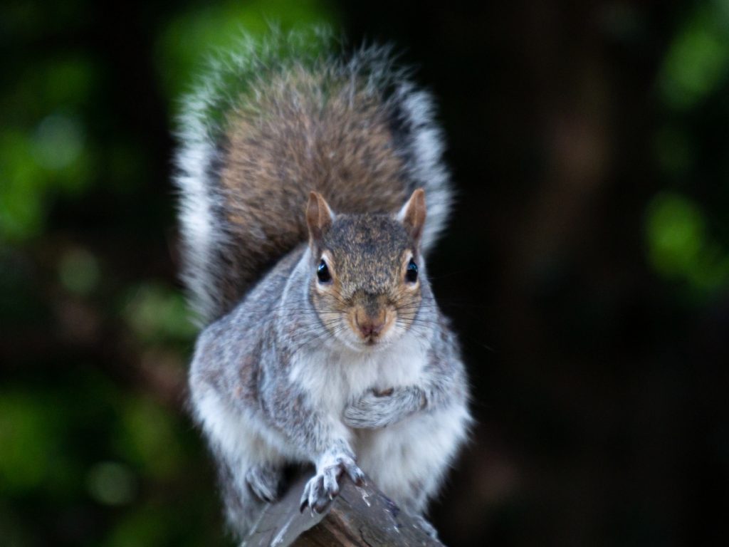 Gray squirrel