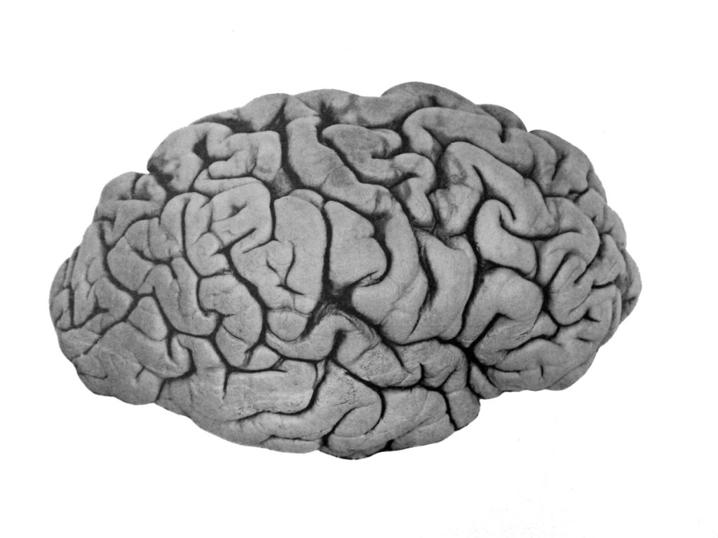 Illustration of the human brain