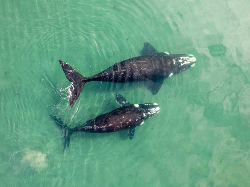 Gray whales