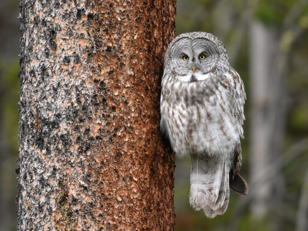 Great gray owl