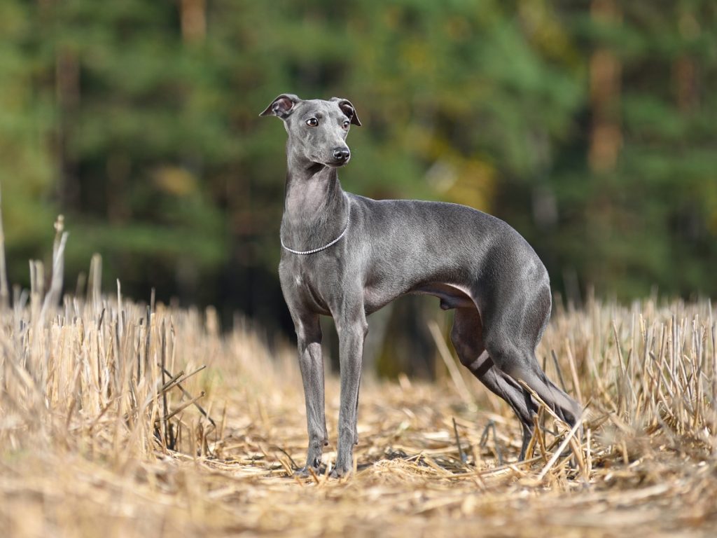 Greyhound dog in nature