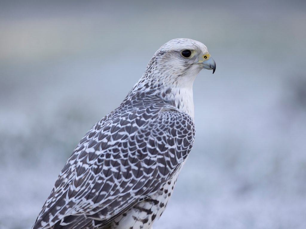 Gyrfalcon