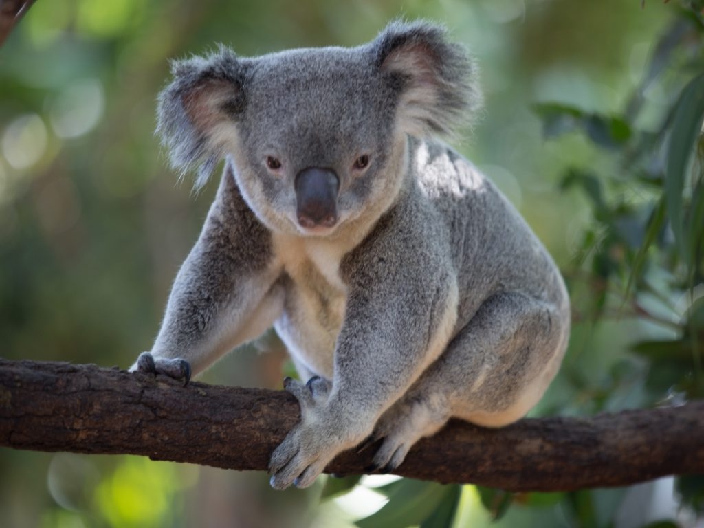 Koala in a tree