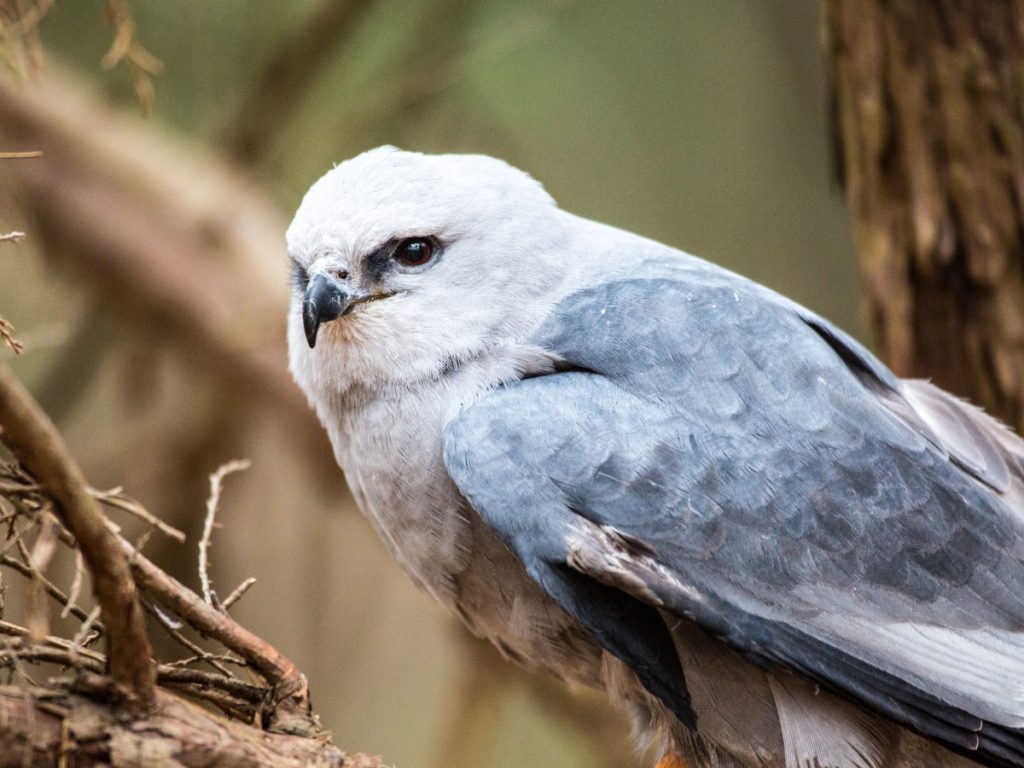 Mississippi Kite bird