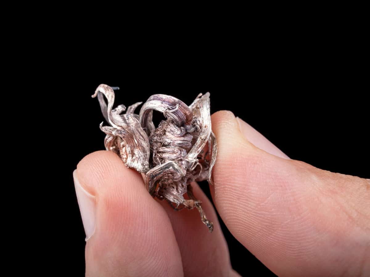 Gray Things 32 Things That Are Gray in Nature