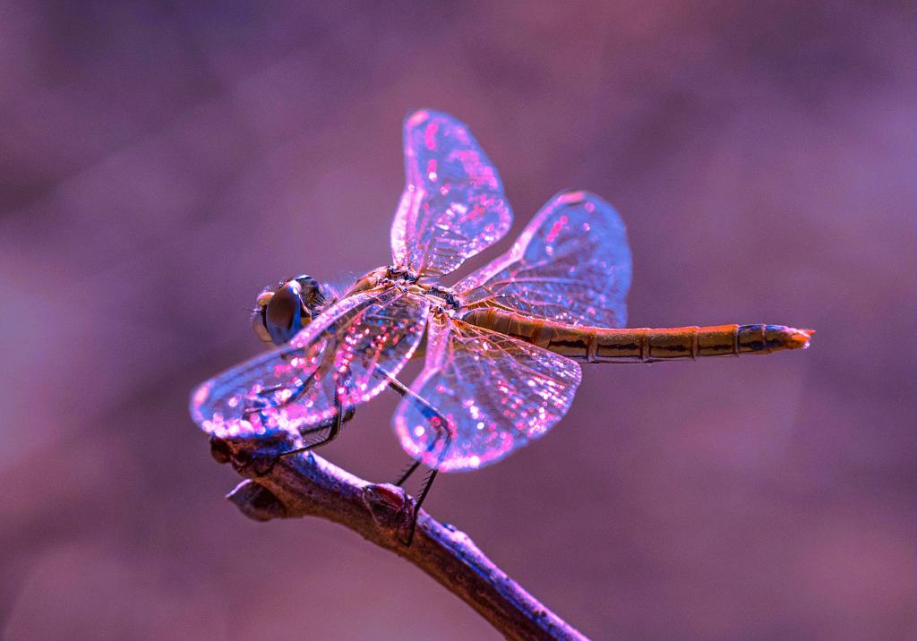 Purple dragonfly