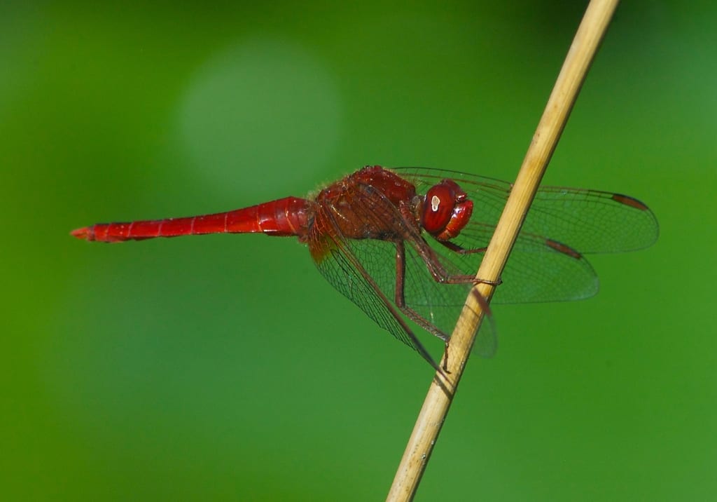 Red-veined darter dragonfly