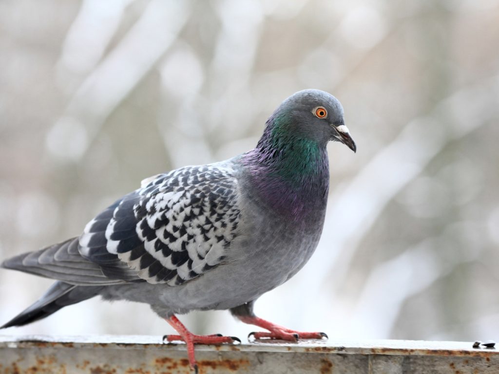 Rock pigeon