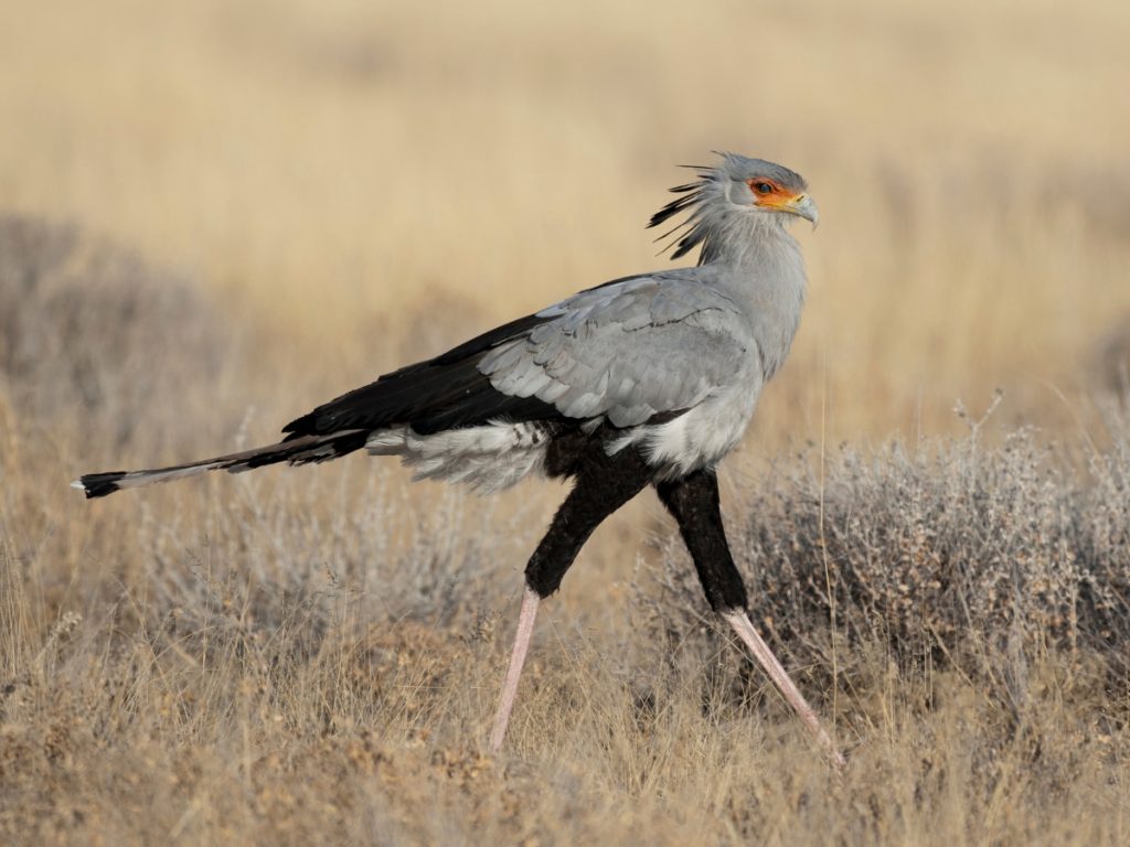 Secretary bird