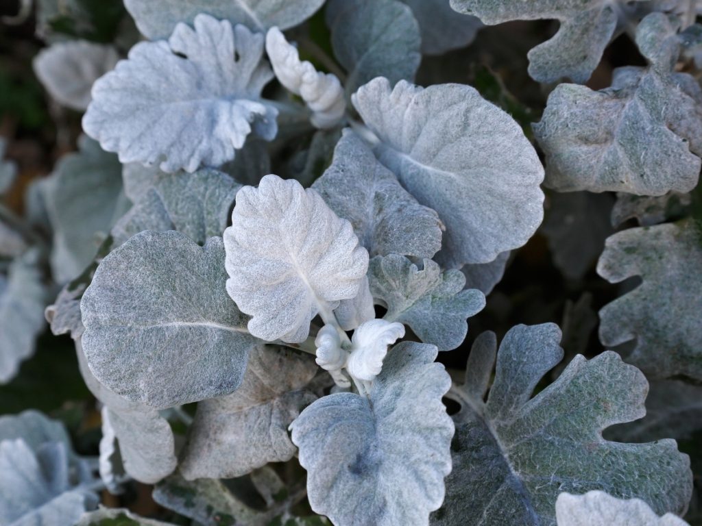 Silver sage plant