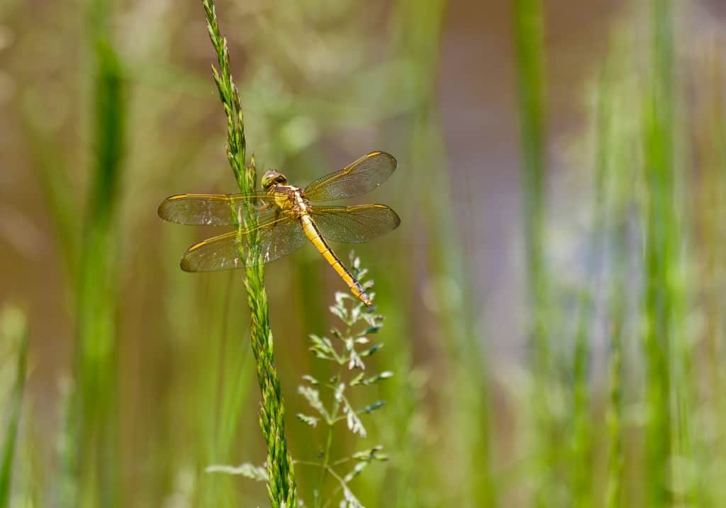 Yellow-sided skimmer dragonfly