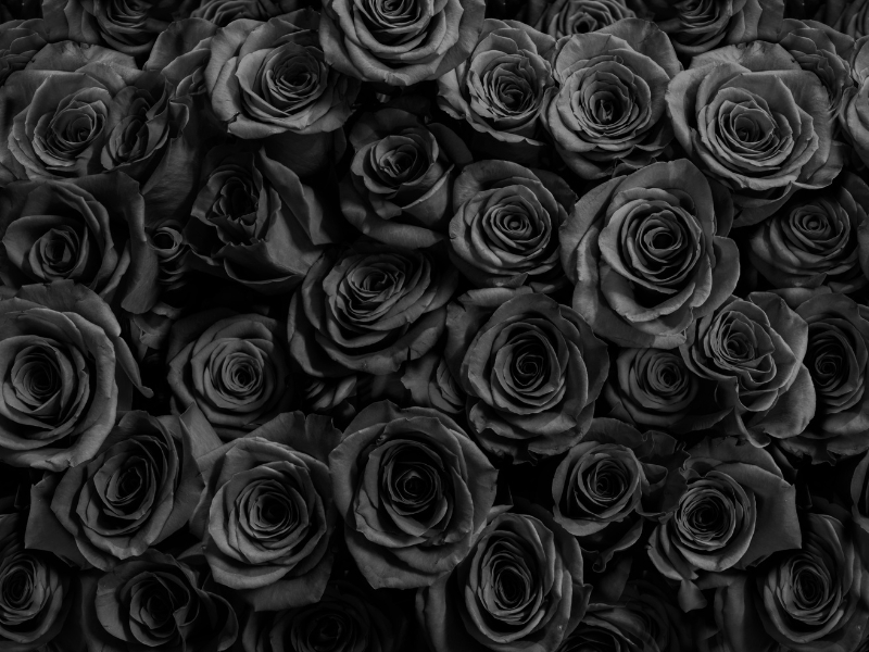 black roses