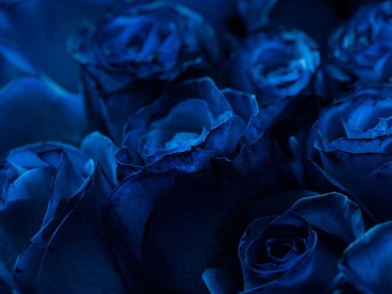 blue roses