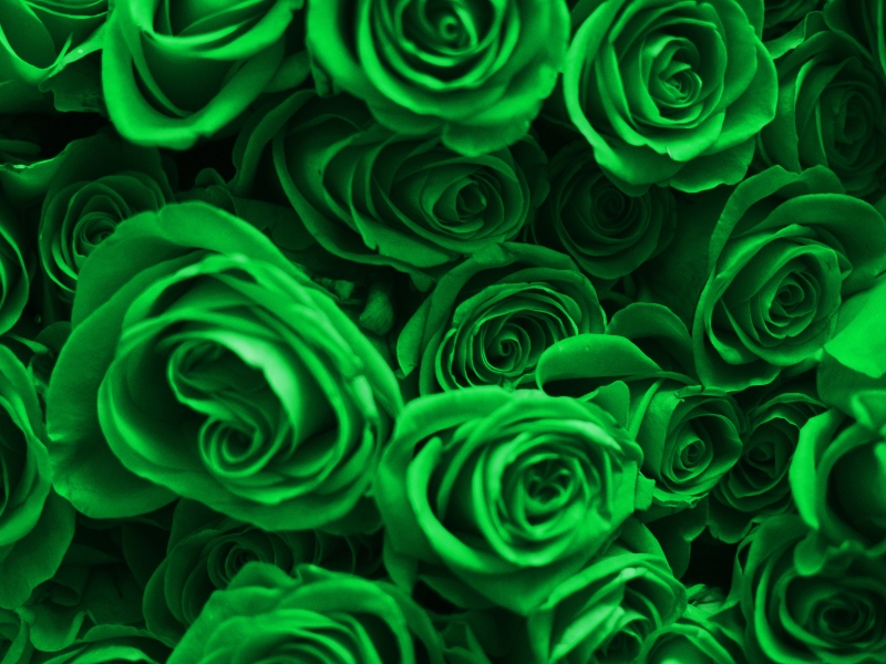 green roses