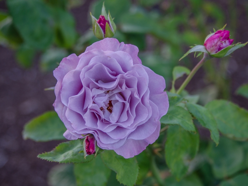 lavender roses