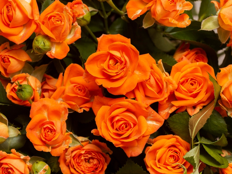 orange roses