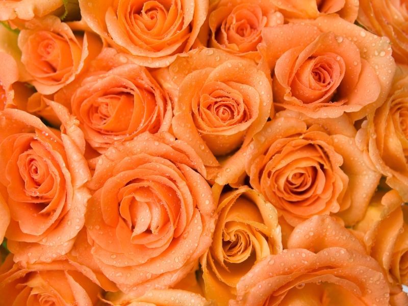 peach roses