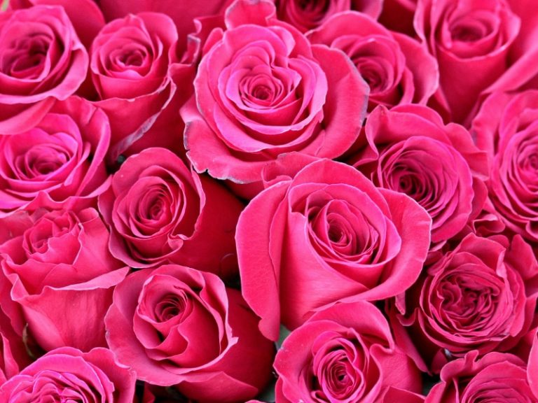 13 Rose Color Meanings and Symbolism