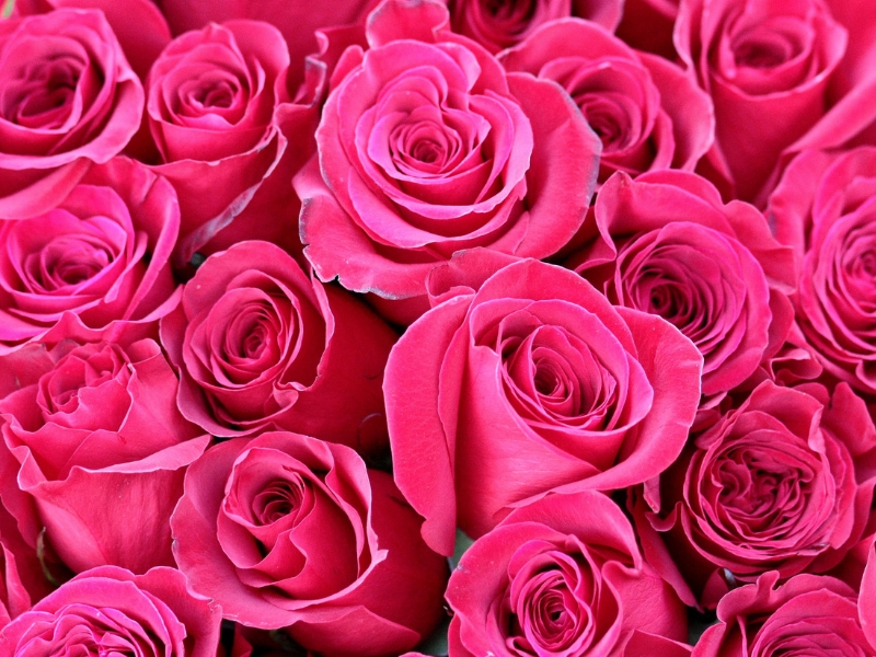 pink roses