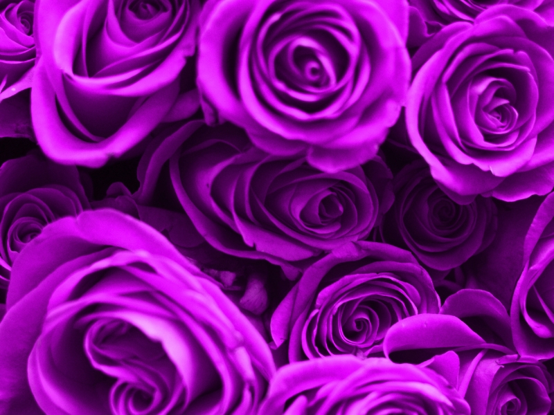 purple roses