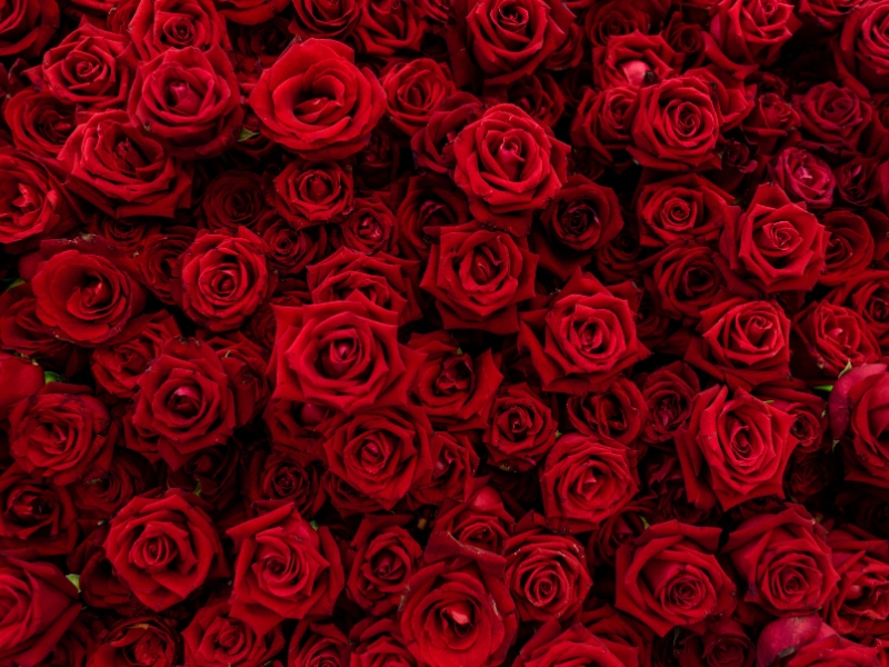 red roses