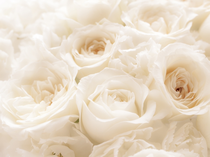 white roses