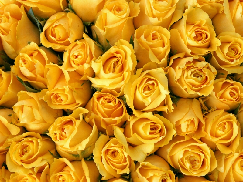 yellow roses