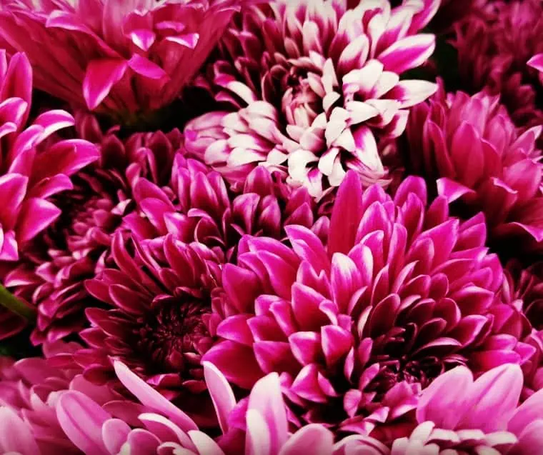 Magenta chrysanthemum flowers