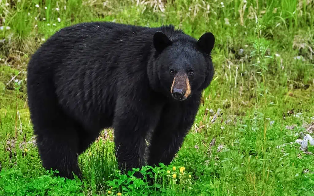 American black bear