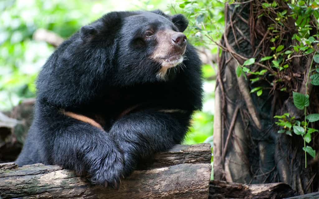 Asian Black Bear