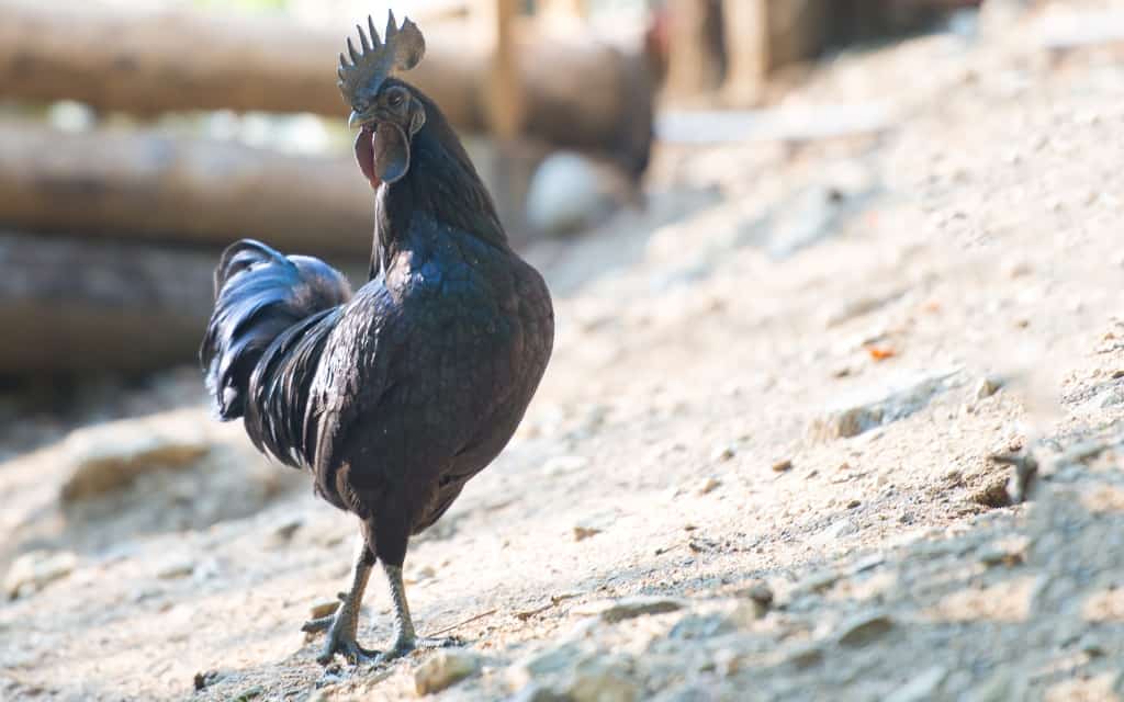 Ayam Cemani Chicken