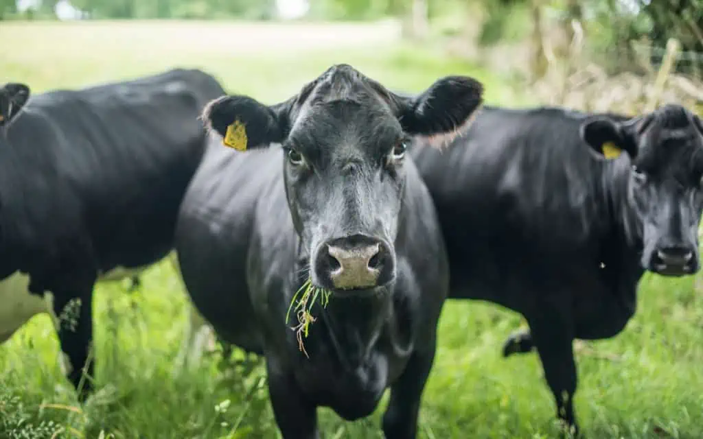 Black Angus cows