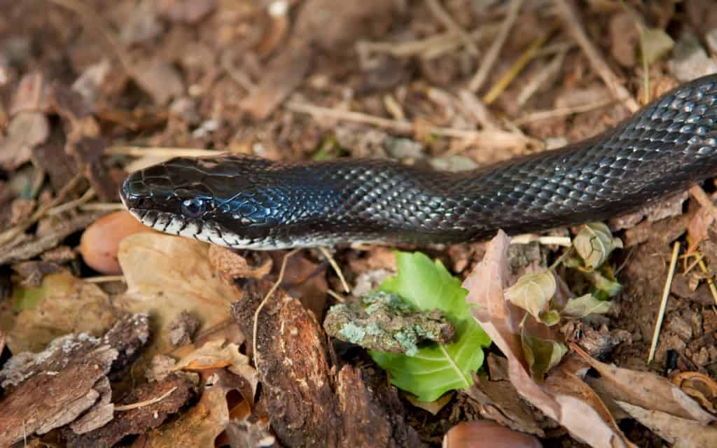 Black rat snake