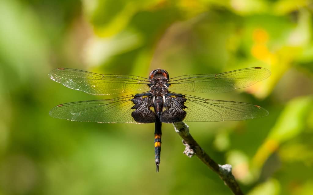 Black Saddlebag Skimmer