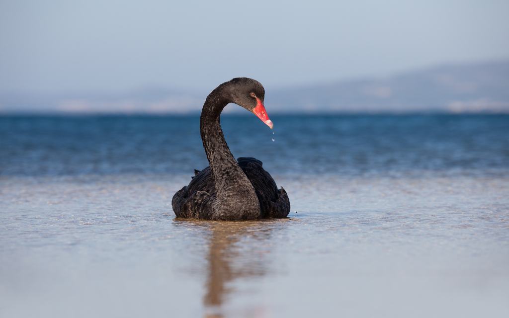 Black Swan