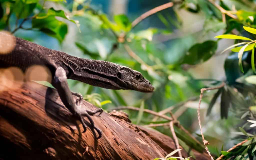 Black Tree Monitor lizard