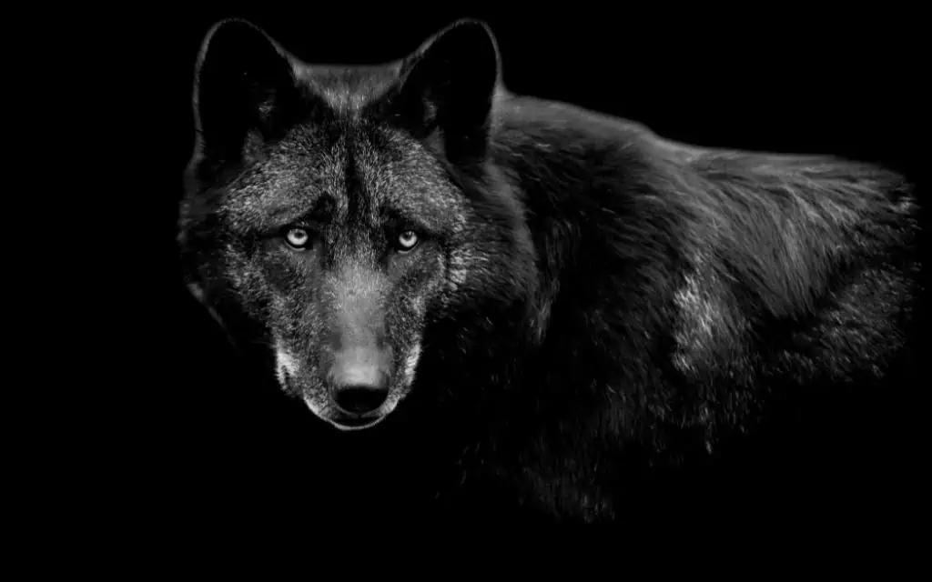 Black wolf