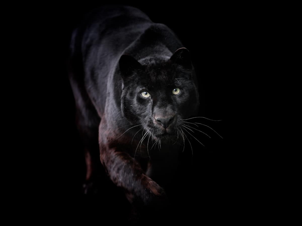 The black leopard is one of the most fascinating black animals