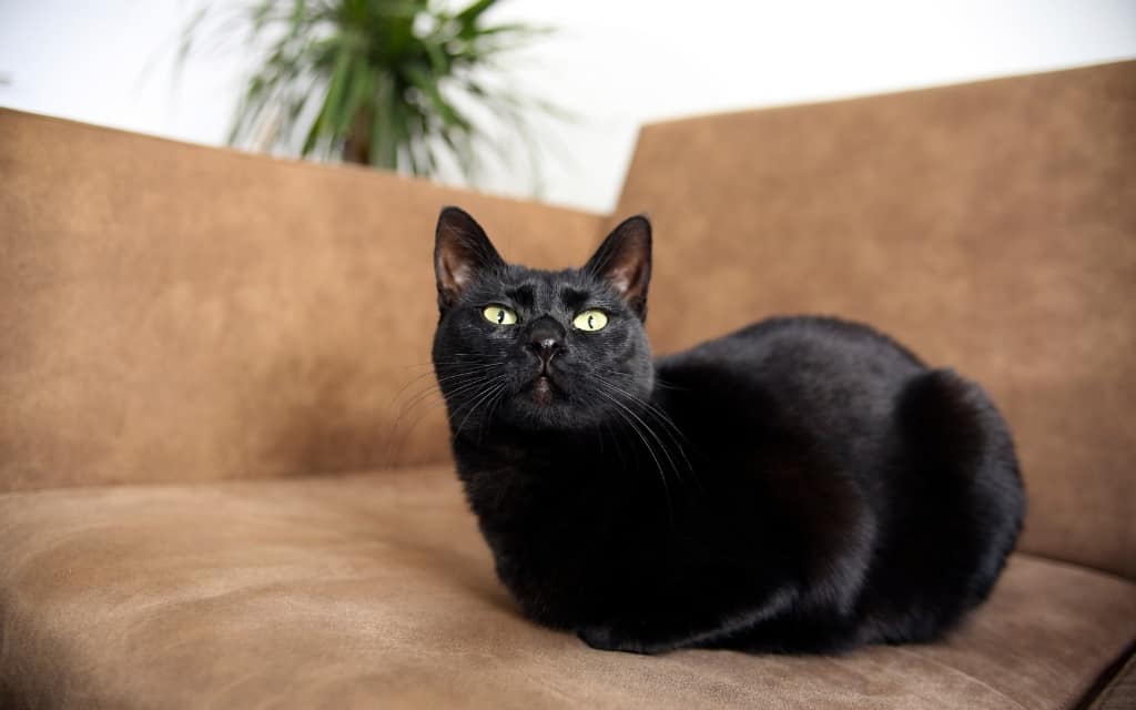 Bombay cat is one of the prettiest black animals