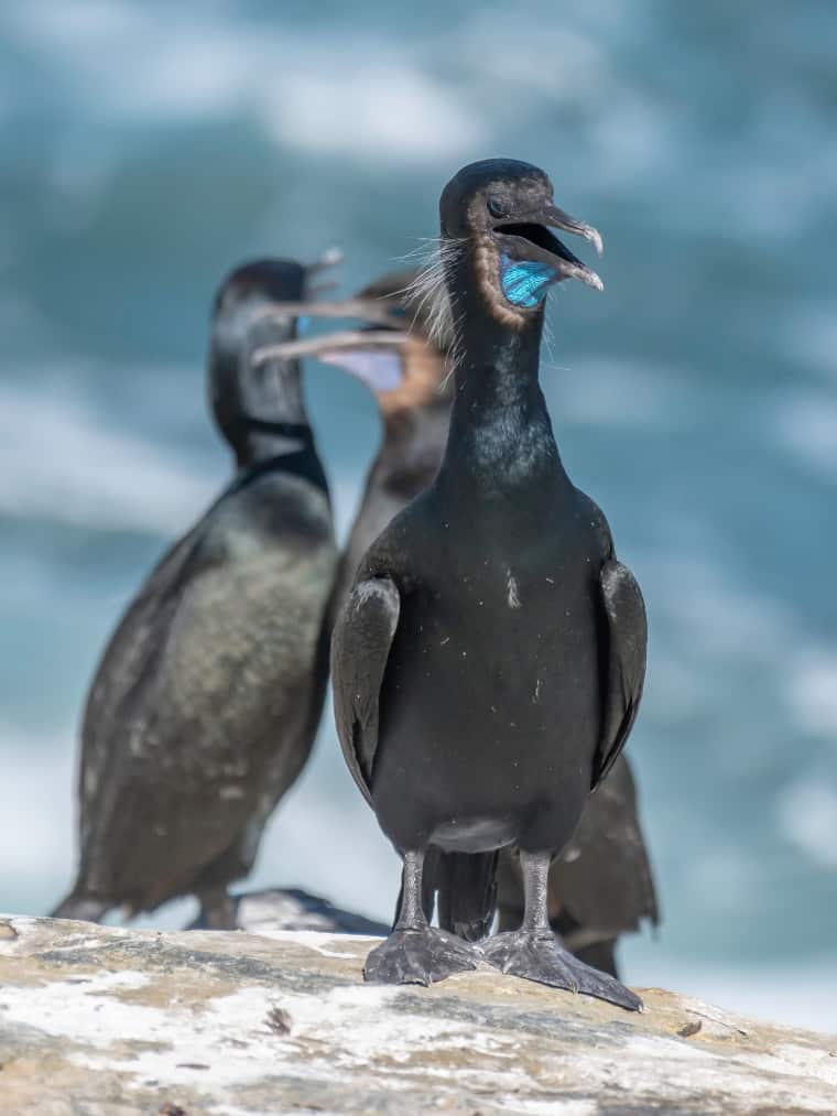 Brandt's Cormorant