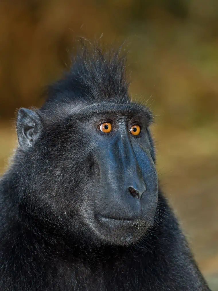 Celebes Crested Macaque