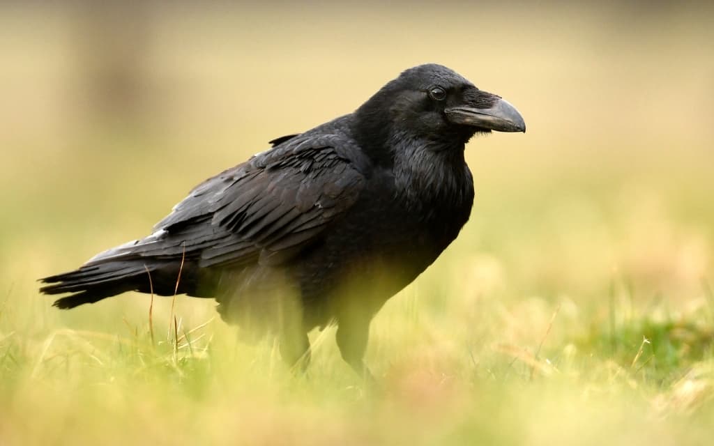 Common raven